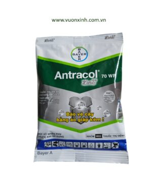 Thuốc diệt nấm ANTRACOL 70WP