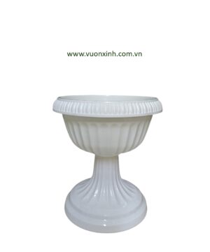 Chậu Đế Ly 30-33