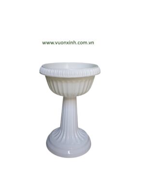 Chậu Đế Ly 30-45