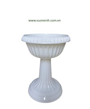 Chậu Đế Ly Trung 45-59