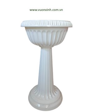 Chậu Đế Ly cao 45-78