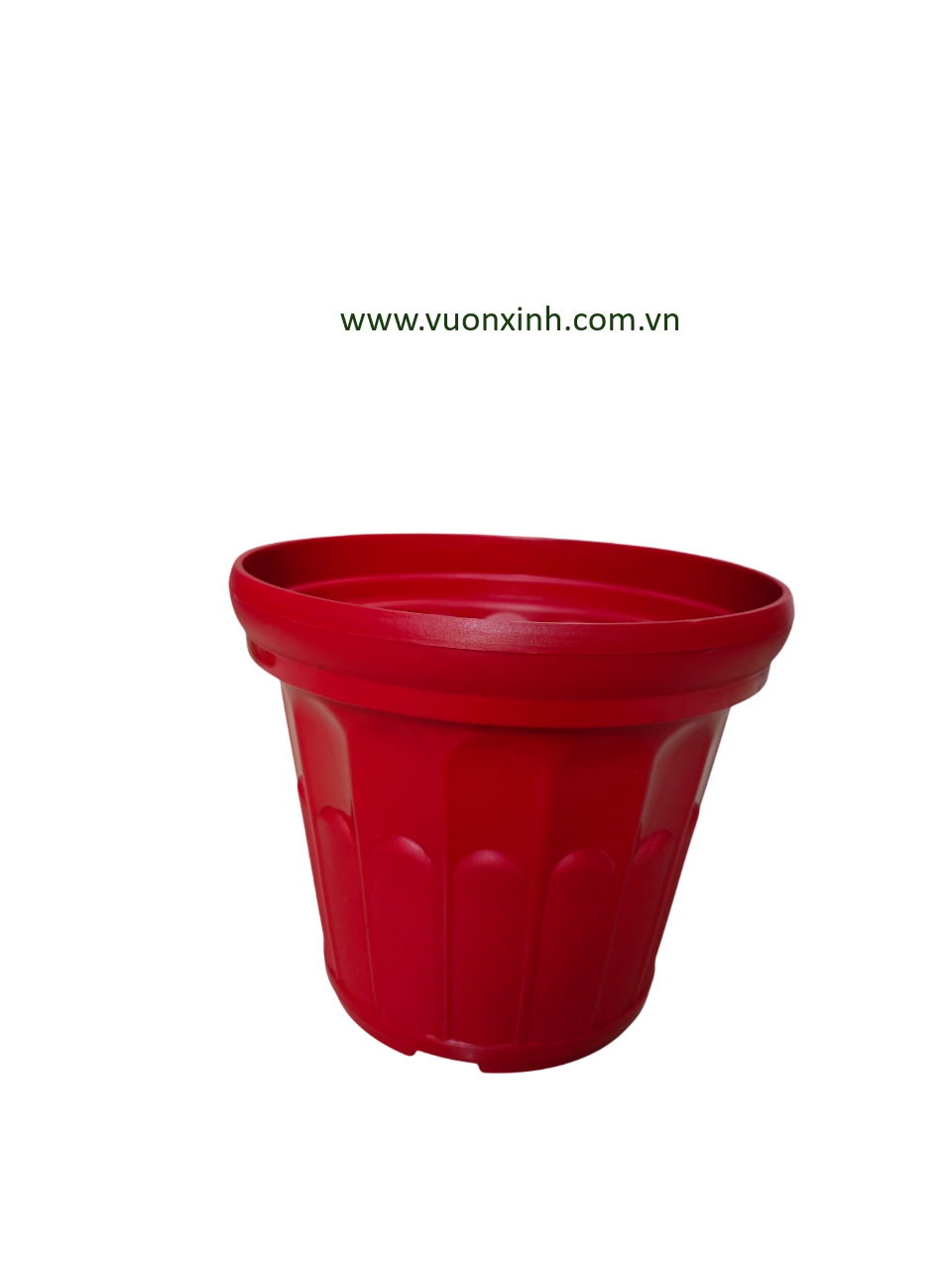 Chậu Hoa Cúc 38 Màu