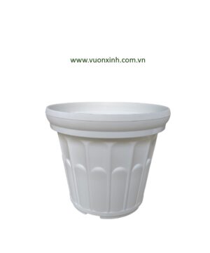 Chậu Hoa Cúc 32 Trắng