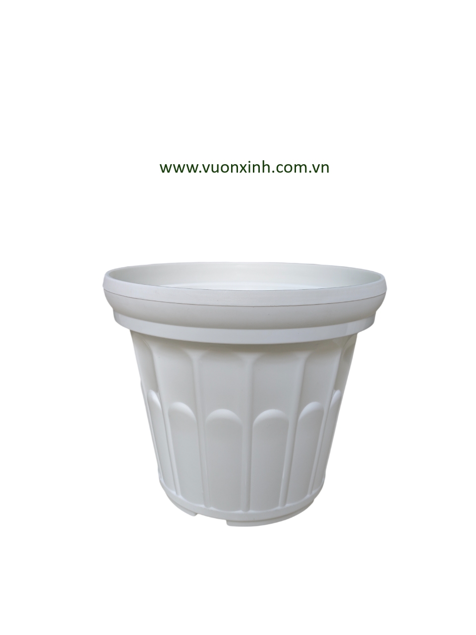 Chậu Hoa Cúc 38 Trắng