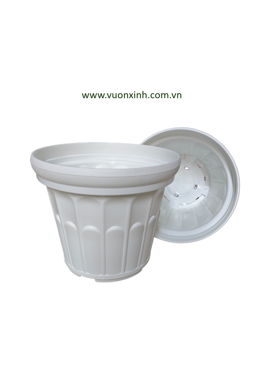 Chậu Hoa Cúc 38 Trắng - Ảnh 2