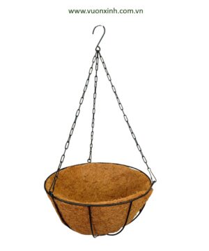 Chậu dừa treo Hoa Sen