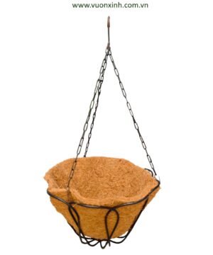 Chậu dừa treo hoa Cúc