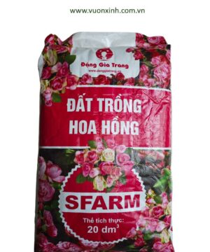 Đất trồng Hoa Hồng Sfarm