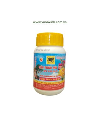 Đầu trâu 701 _ Kích thích ra hoa