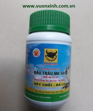 Đầu trâu 501 _ Nảy chồi , Ra lá